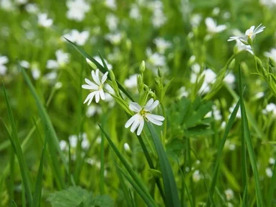 flower-meadow-7955256_640